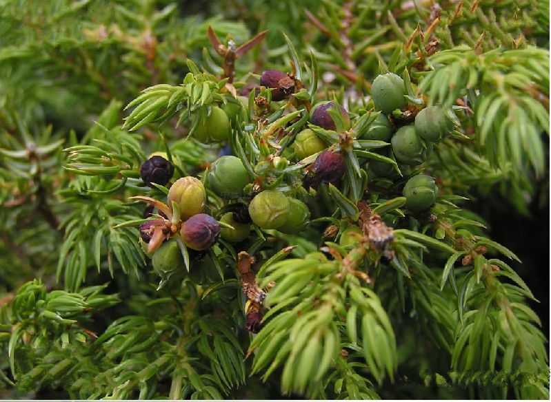 为高山上部的水土保持树种,是 a>松衫纲 /a>,柏科,刺柏属的一种匍匐