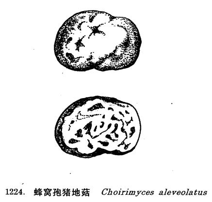  p>子囊果小,近球形或不规则.直径0.