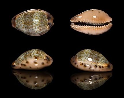  p>黄齿宝螺(学名:erronea xanthodon xanthodon)是腹足纲宝螺科的 a