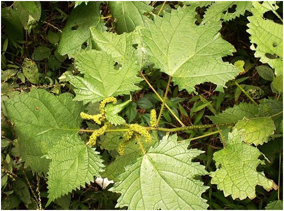  p>带刺马鞭,中药名.