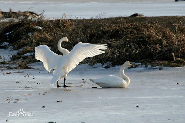 cygnus buccinator