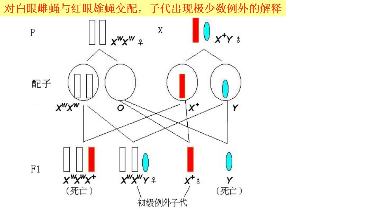 特异性,其取决于噬菌体吸附器官和受体菌表面受体的分子结构和互补性