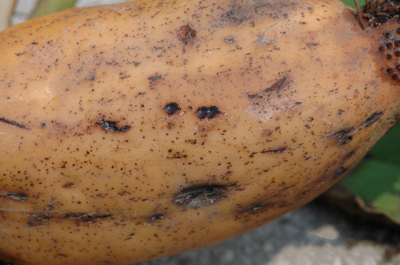  p>莲藕根金花虫属于鞘翅目,叶甲科.