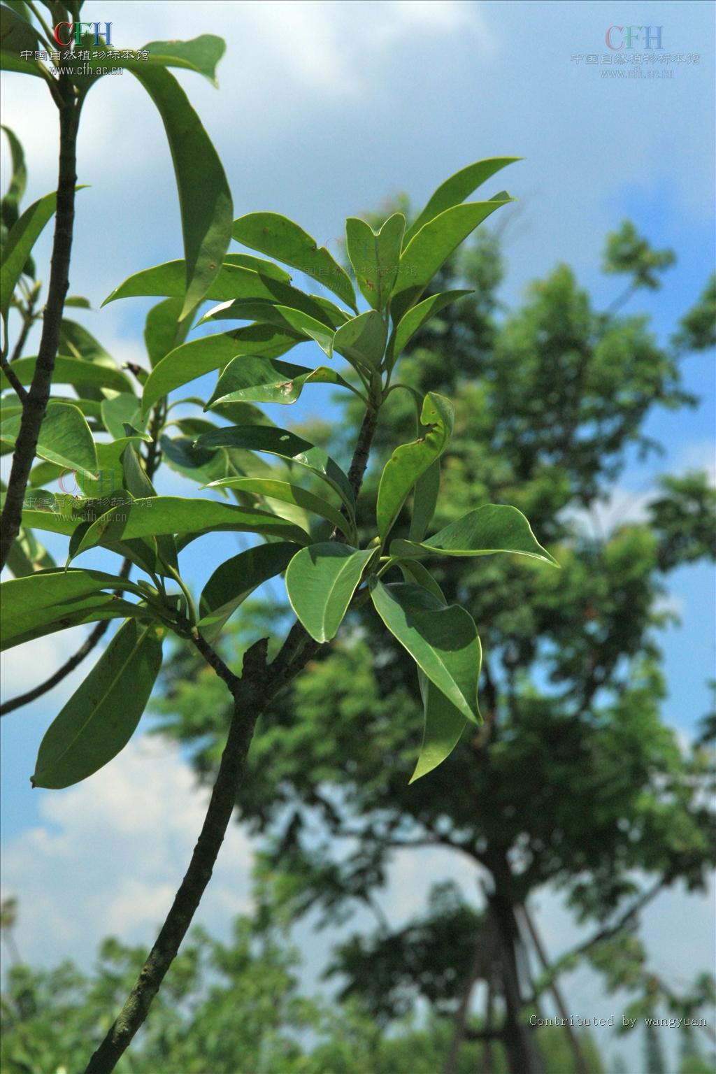 小叶白蜡树
