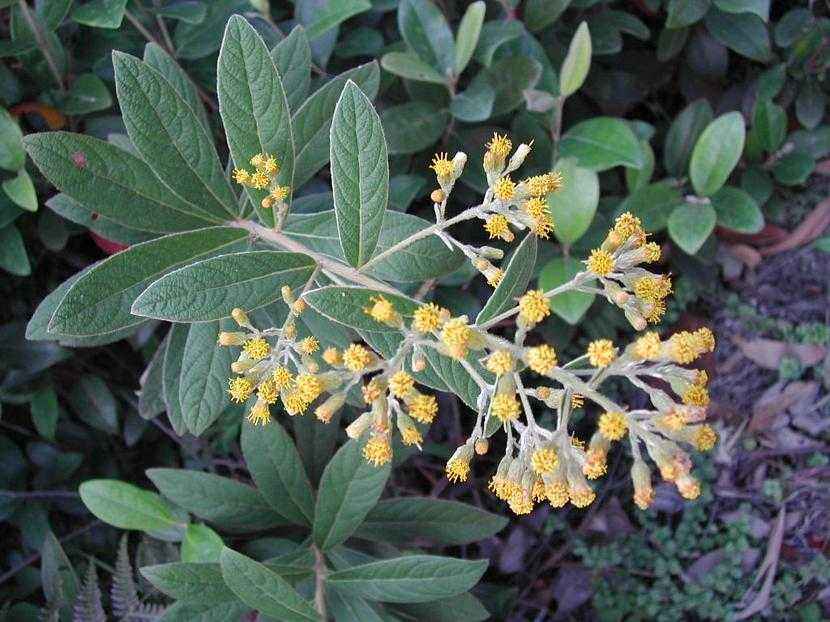  p>密花合耳菊(学名:synotis cappa)是菊科合耳菊属的植物.