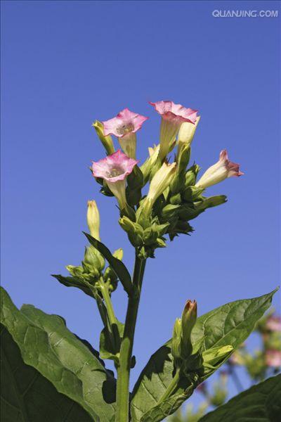 p>花烟草(学名: i>nicotiana alata /i> link et otto)是茄科,烟草属