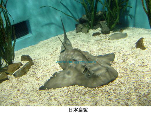  p>日本扁鲨,学名: i>squatina japonica /i> (bleeker, 1858),为 
