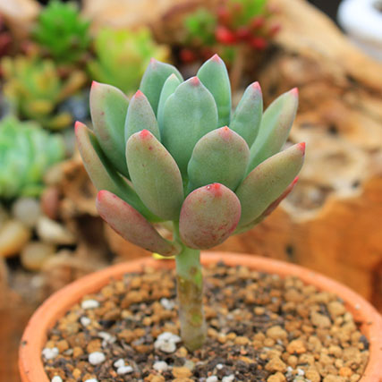 data-ctrid="tbc3ge9xyx0w">青星美人是景天科厚叶草属的多肉植物