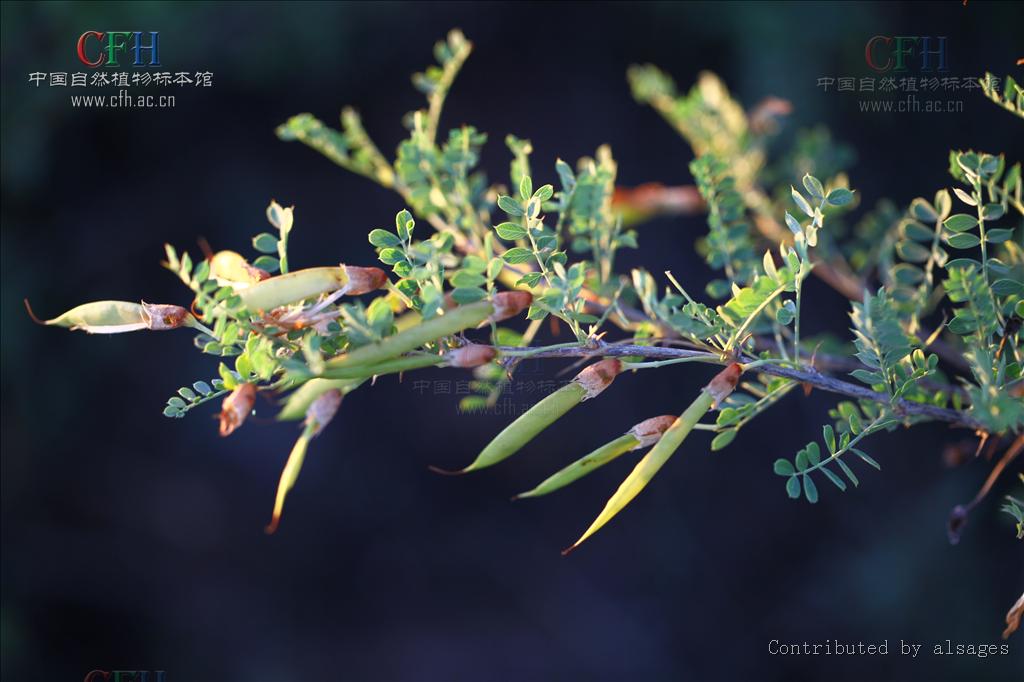  p>小叶锦鸡儿( i>caragana microphylla /i> lam) 是豆科锦鸡儿属