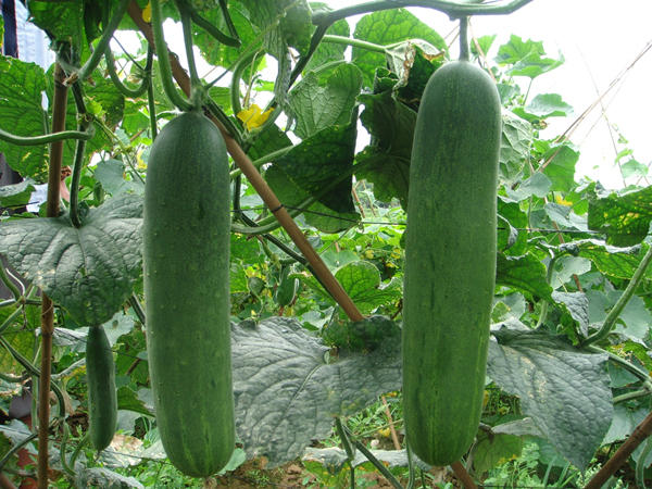 href="/item/黄瓜/792541" data-lemmaid="792541">黄瓜 /a>品种