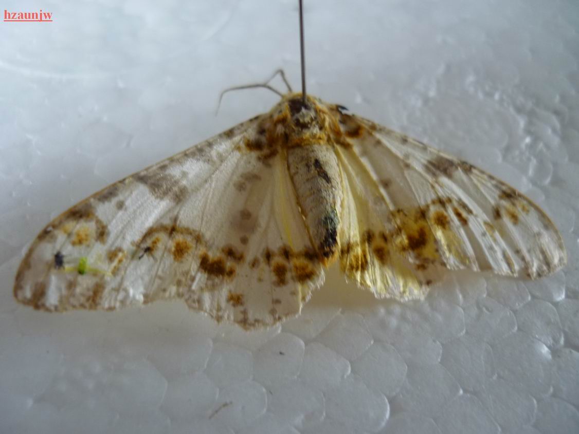  p>木橑尺蛾(culcula panterinaria brener et grey ),鳞翅目尺蛾总科