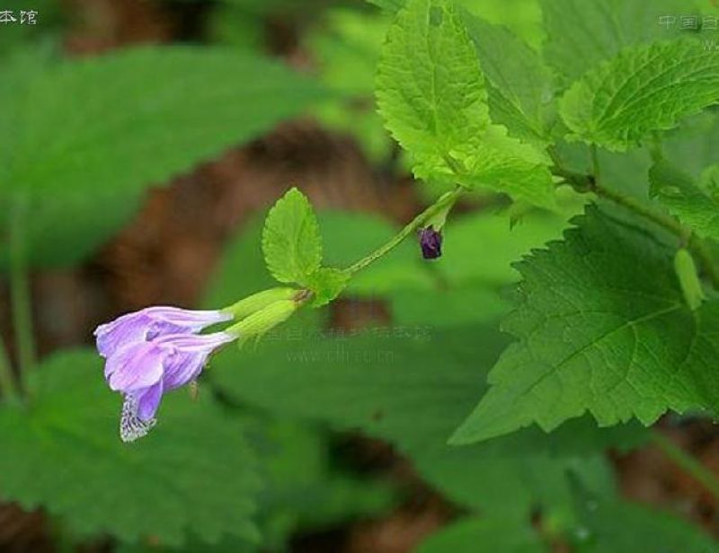meehania fargesii var. pedunculata