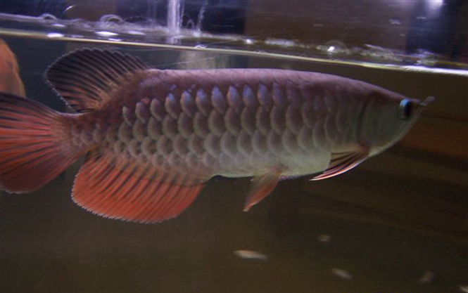 红尾金龙鱼