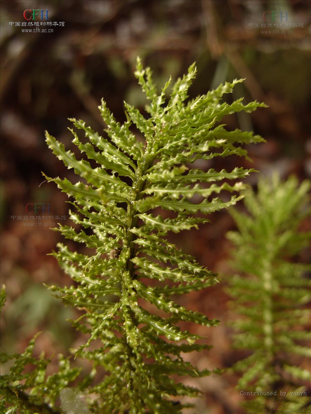 p>皱边石杉是石杉科,石杉属的一种阙类植物,为多年生土生植物,可药用