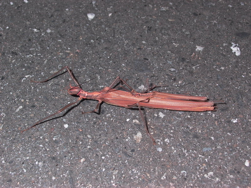 六点瘤胸竹节虫