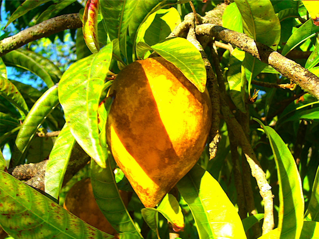  p>蛋黄果属(学名:lucuma molina)是柿目,山榄科乔木或 a href="#"