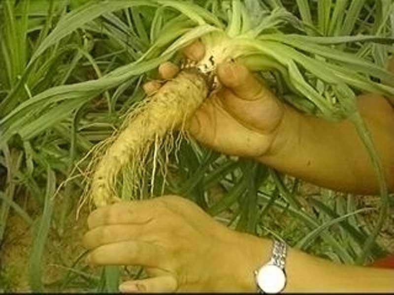  p>长茎婆罗门参(学名: i>tragopogon elongatus  /i>s. nikit.