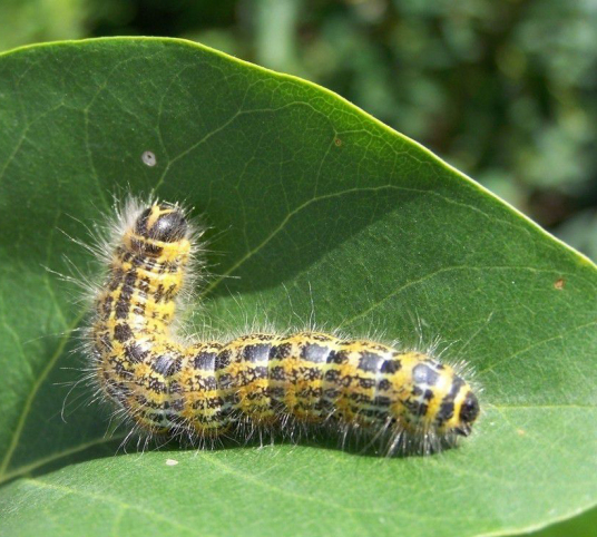 毛毛虫 鳞翅目昆虫的幼虫 百度百科