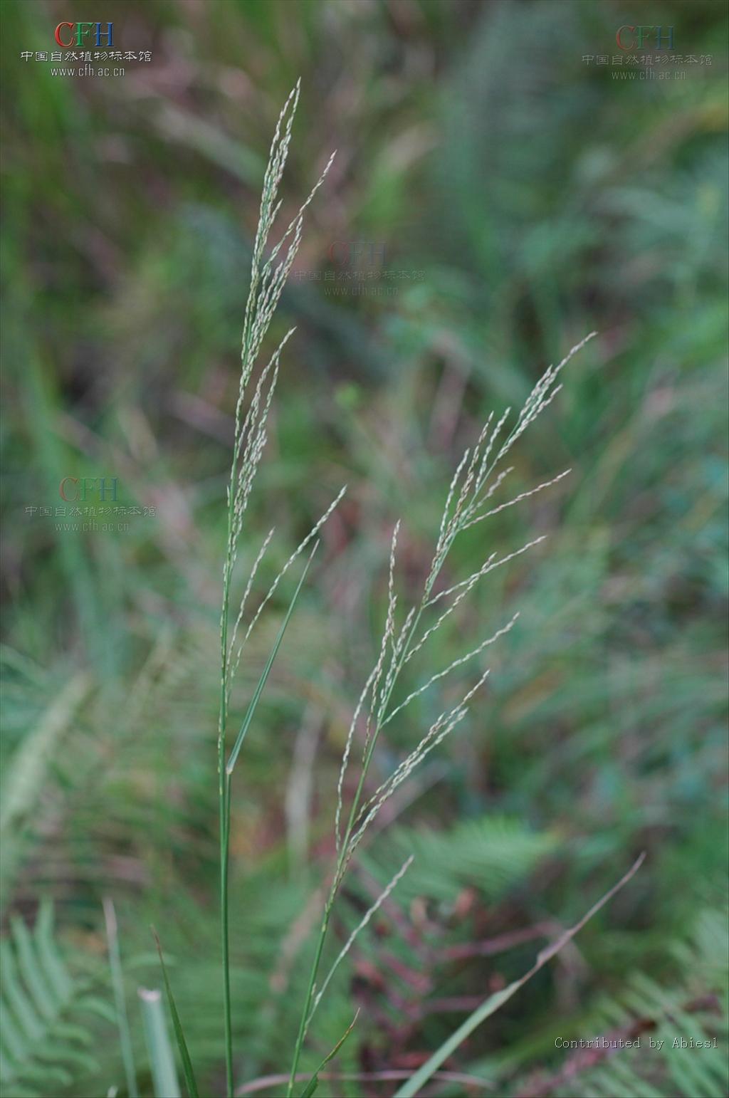  p>野古草(学名: i>arundinella anomala /i> steud.