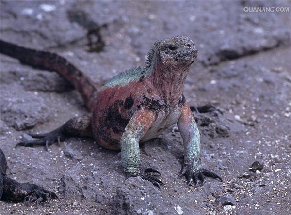  p>海鬣蜥(学名: i>amblyrhynchus cristatus /i>):是仅出没在 a href