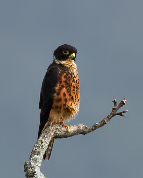  p>猛隼(学名: i>falco severus /i>):为隼科隼属的鸟类.