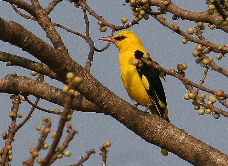 eurasian golden-oriole