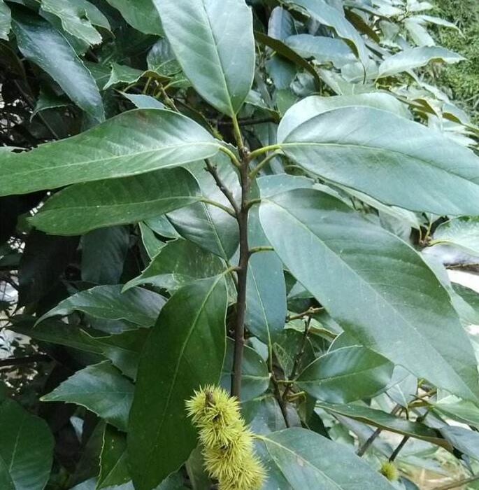  p>又称 a href="#">栲属 /a>,锥栗属或 a href="#">苦槠属 /a>.