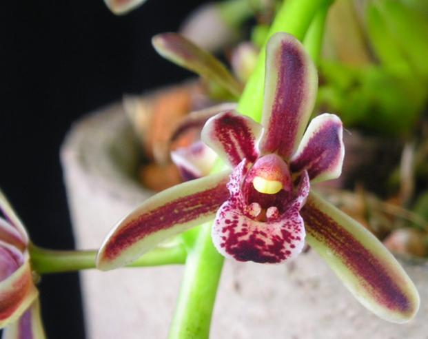  p>硬叶兰(cymbidium bicolor lindl.