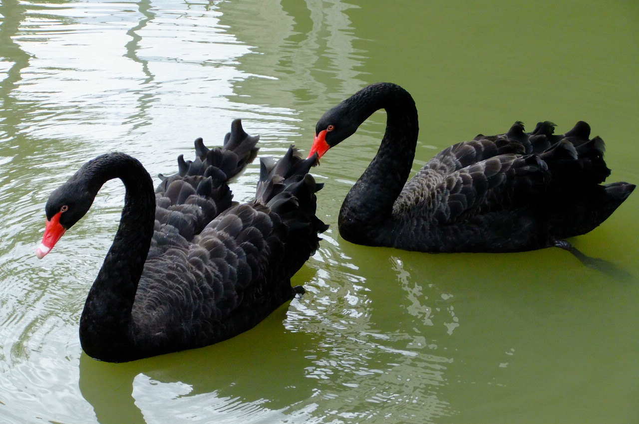  p>南昌新动物园位于南昌市西南方的桃花南路上,于2011年正式开放,始