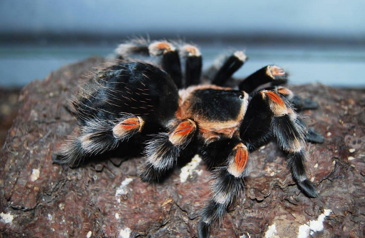  p> span class="ref" data-ctrid="2kpoonpjork">墨西哥红膝鸟蛛