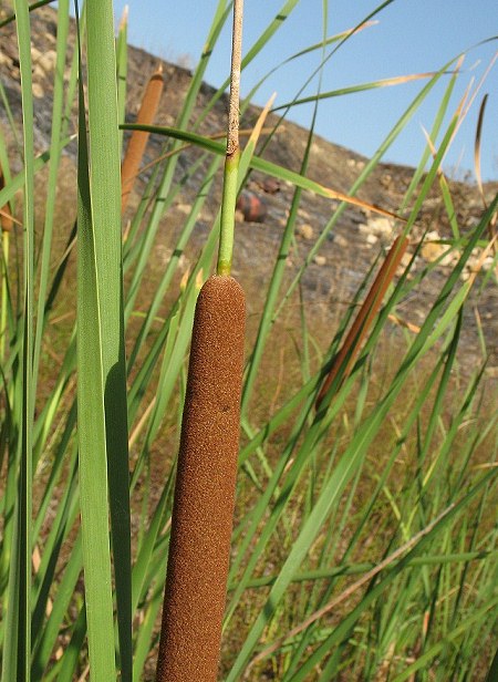  p>长苞香蒲(学名: i>typha /i>  i>domingensis /i> pers.