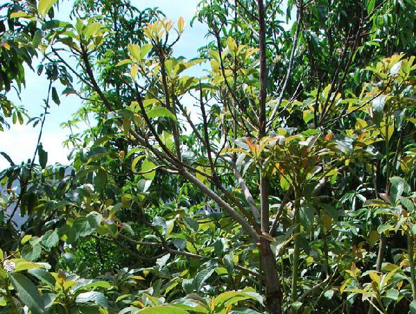  p>云南蓝果树(学名: i>nyssa yunnanensis /i> w. c.