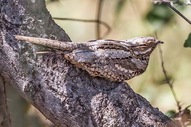  p>欧夜鹰(学名: i>caprimulgus europaeus /i>):体重75-100克,体长26