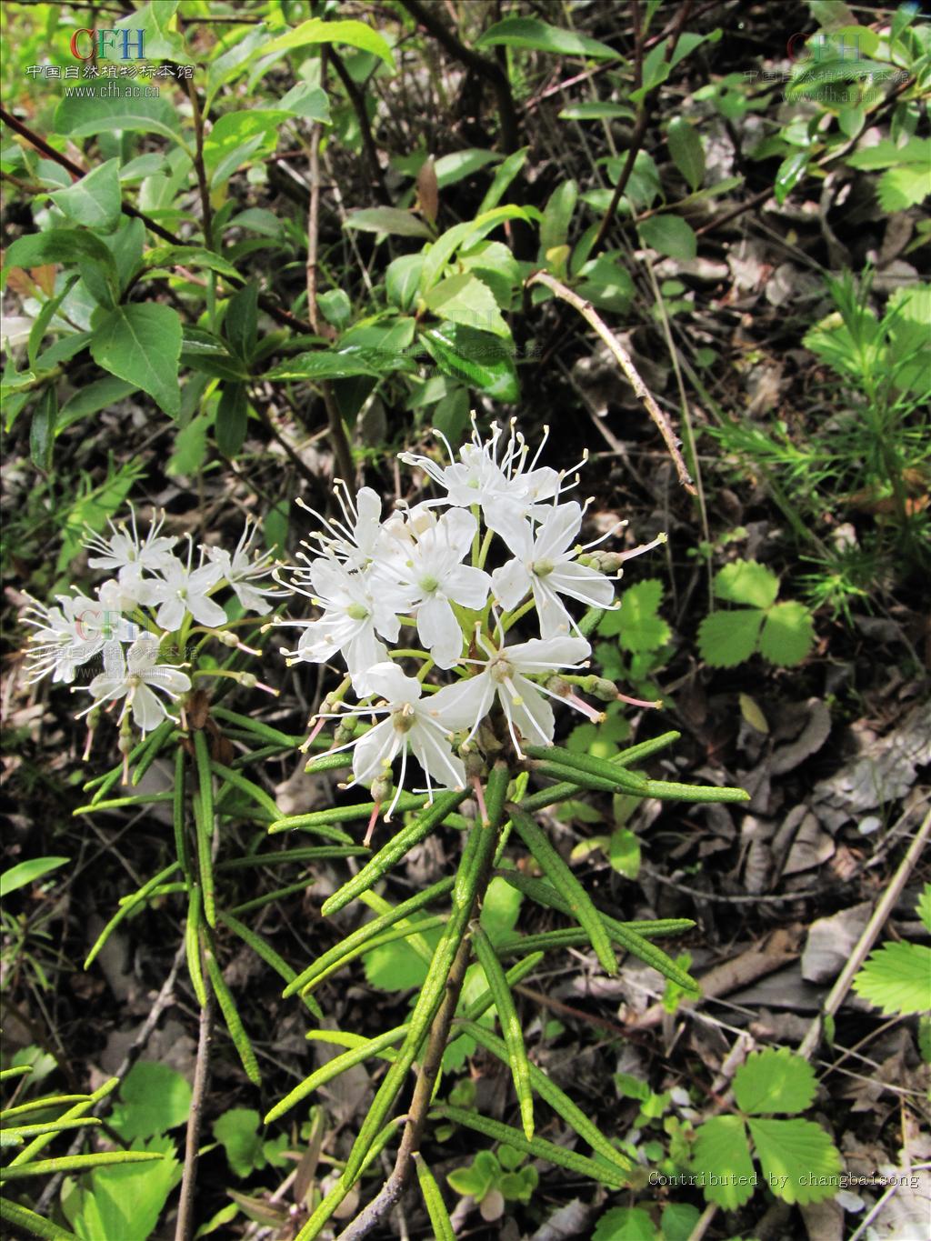  p>杜香属(学名:ledum),杜鹃花科下的一属,植物是中国东北地区一种