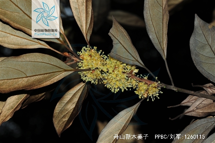  p>舟山新木姜子(学名: i>neolitsea sericea /i> (bl.) koidz.