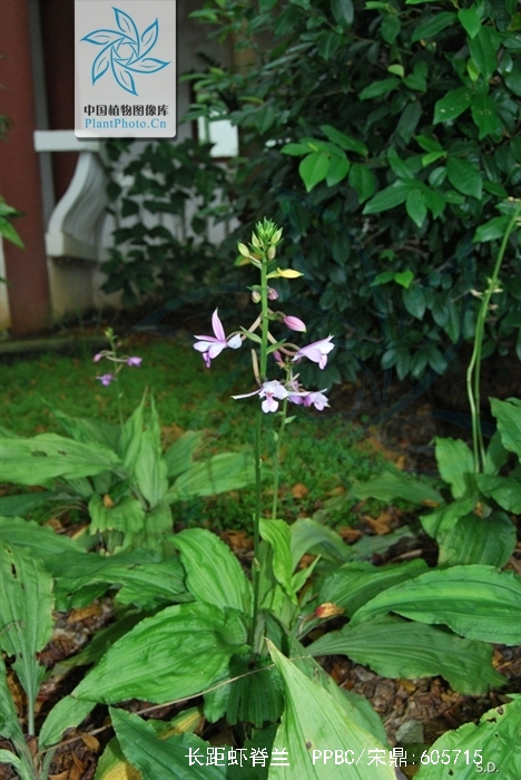  p>长距虾脊兰(学名: i>calanthe sylvatica /i>  (thou.) lindl.