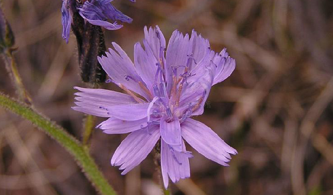  p>岩参属(学名:cicerbita wallr.