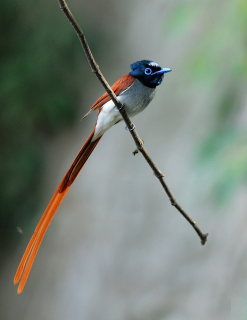  p>中国寿带鸟(学名: i>terpsiphone incei /i>):体态美丽, a target=