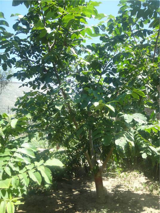 麻核桃树_百度百科