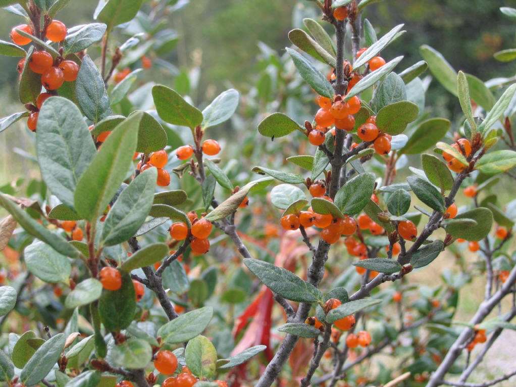  p>密花胡颓子(学名: i>elaeagnus conferta /i> roxb.