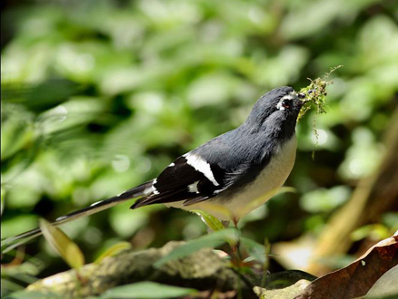 href="#" data-lemmaid="4652090">燕尾 /a>,体长23厘米,雌雄成鸟大体