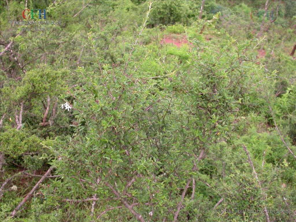  p>小石积(学名: i>osteomeles anthyllidifolia /i> lindl.