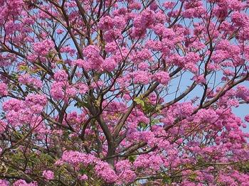  p>洋红风铃木是一种植物界被子植物门木兰纲桔梗目紫葳科风铃木属