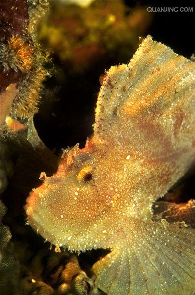  p data-id="gnbjg2i3m5">叶鱼又名枯叶鱼,叶形鱼,多棘叶形 a target=