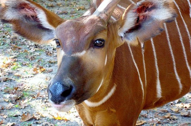 i>)是体型最大的林栖性 a target="_blank" href="/item/羚羊/19414"