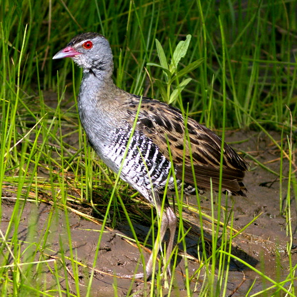  p>非洲秧鸡,又名非洲茶鸡(学名: i>crecopsis egregia /i>)属中小型 
