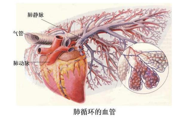 pulmonary artery