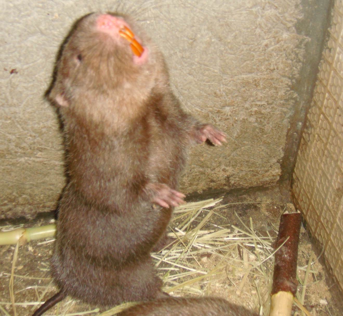  p>竹鼠(学名: i>rhizomyidae /i>),是属竹鼠科, a href="#" data