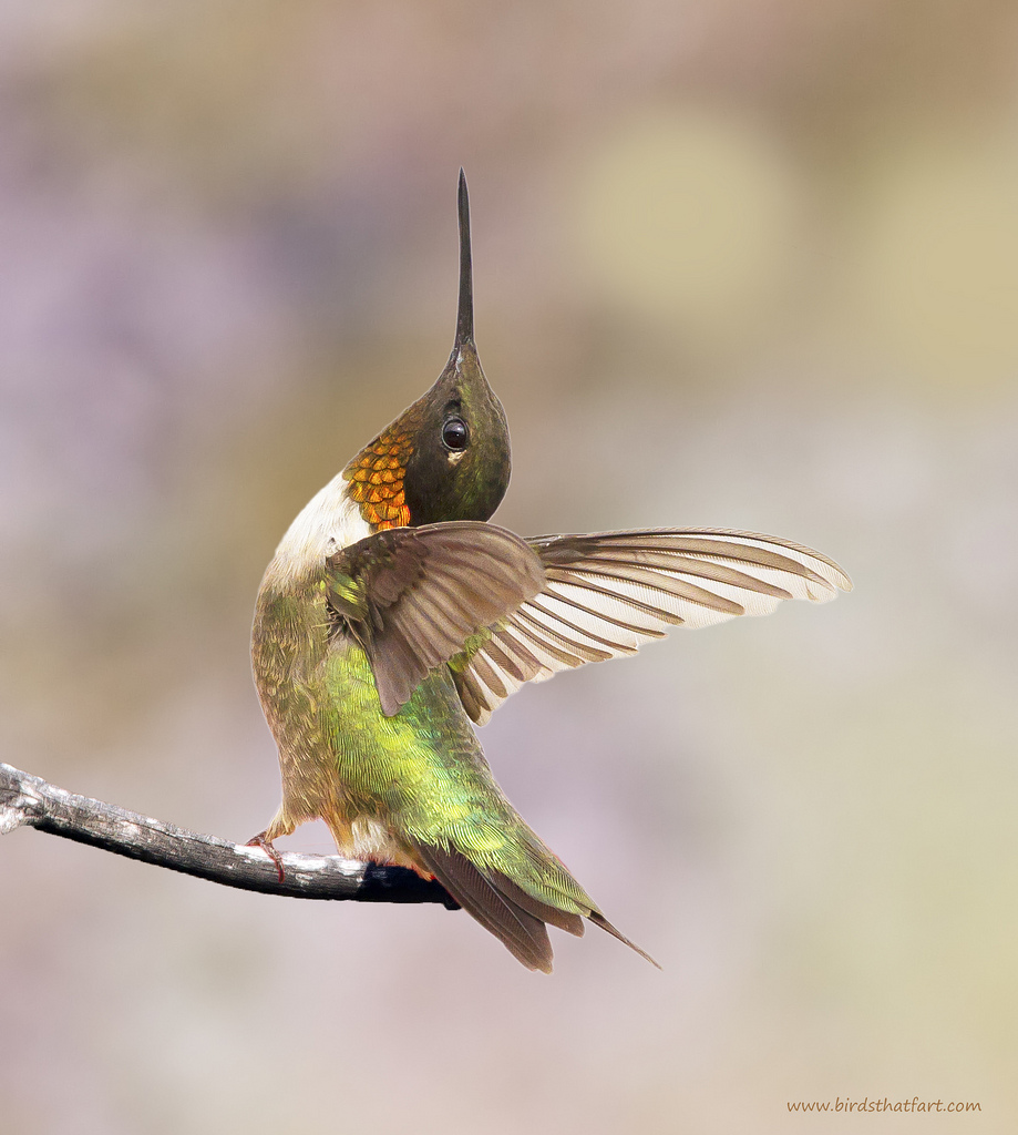 蜂鸟的一种,主要分布于 a href="#" data-lemmaid="15558555">北美