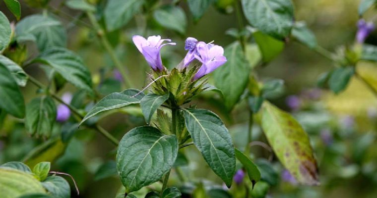  p>假杜鹃(学名: i>barleria cristata  /i>l.
